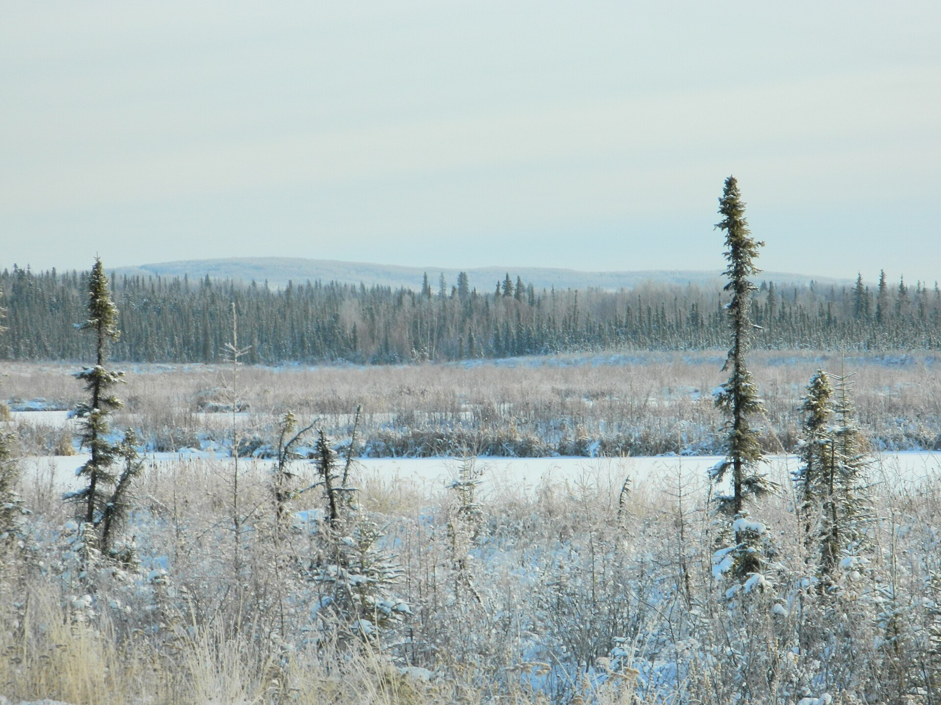 Goldstream Valley, Fairbanks in winter